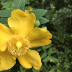 Hypericum calycinum