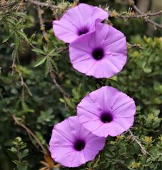Ipomoea cairica cairica