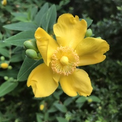 Hypericum calycinum
