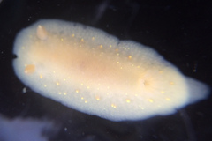 Cadlina modesta