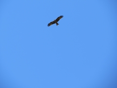 Milvus migrans