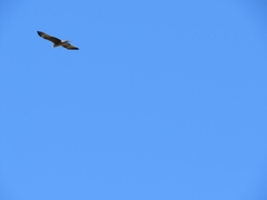 Milvus migrans