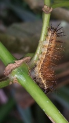 Insecta
