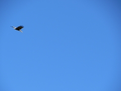 Milvus migrans
