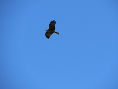 Milvus migrans