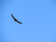 Milvus migrans