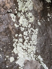 Lepraria normandinoides