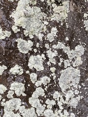 Lepraria normandinoides