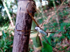 Trichonephila clavipes