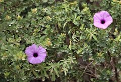 Ipomoea cairica cairica