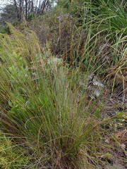 Schoenus graciliculmis