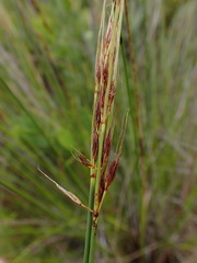 Schoenus graciliculmis