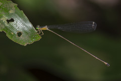 Pericnemis stictica