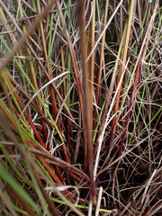 Schoenus graciliculmis