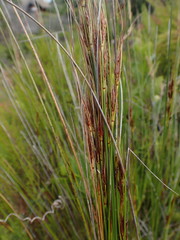 Schoenus graciliculmis