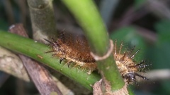 Insecta