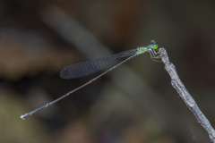 Amphicnemis gracilis