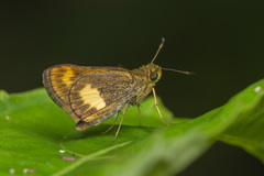 Oriens paragola