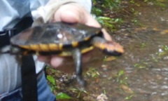 Platemys platycephala