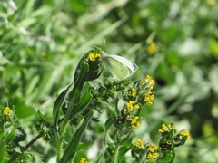 Pieris rapae