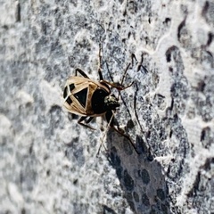 Xanthochilus saturnius