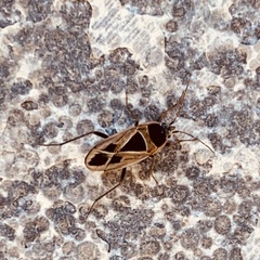 Xanthochilus saturnius