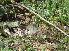 Pieris rapae
