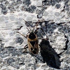 Xanthochilus saturnius
