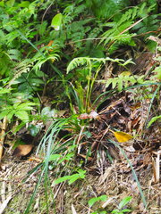 Carex sociata