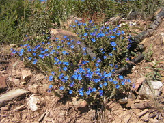 Glandora prostrata lusitanica