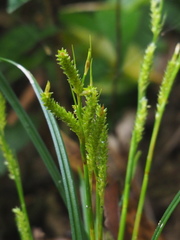 Carex sociata