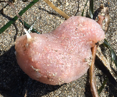 Cystodytes lobatus