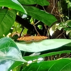 Lasippa tiga siaka
