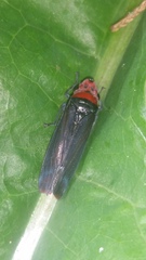 Aulacizes quadripunctata