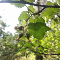 Ribes ciliatum
