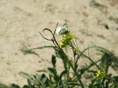 Euchloe crameri