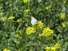 Euchloe crameri