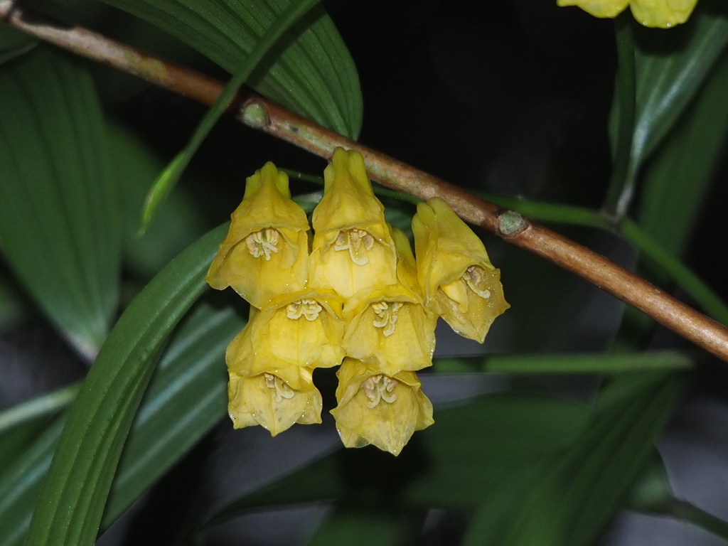 Disporum shimadae