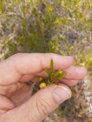 Searsia ciliata
