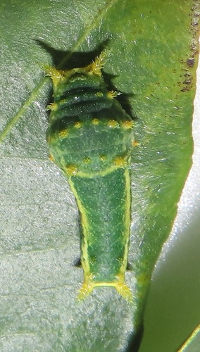 Narrow Green-banded Swallowtail