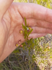 Searsia ciliata