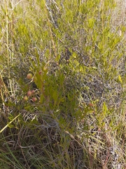 Searsia ciliata