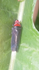 Aulacizes quadripunctata