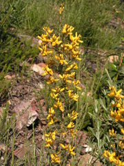 Genista triacanthos