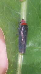 Aulacizes quadripunctata