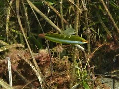 Halichoeres brownfieldi