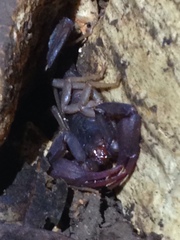 Pseudouroctonus reddelli