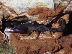 Pseudouroctonus reddelli