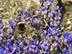 Polygala microphylla
