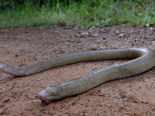 Amphisbaena alba